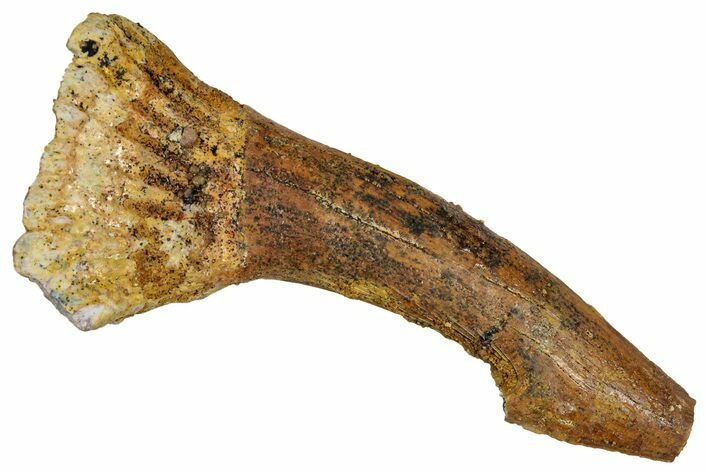 Bargain, Fossil Sawfish (Onchopristis) Rostral Barb - Morocco #351667